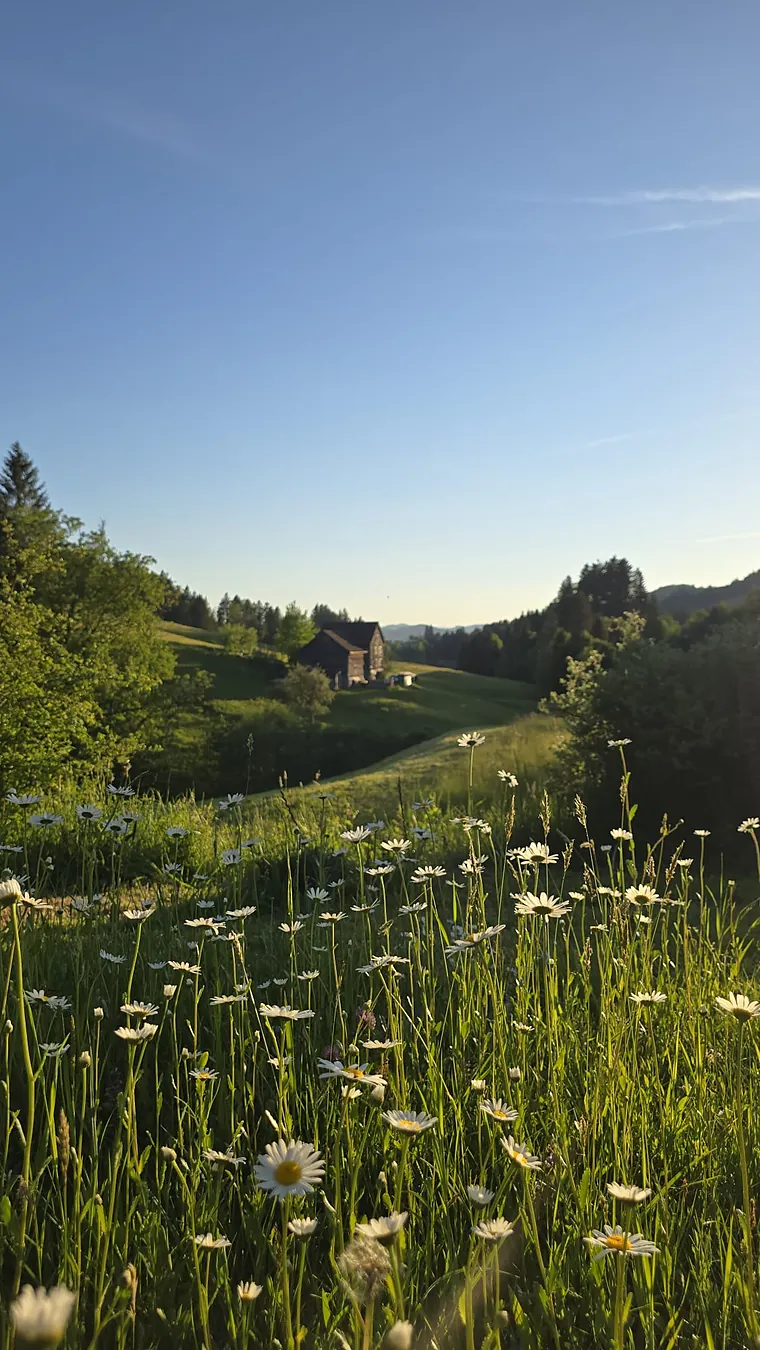 Blumenwiese mit Blick über die Hügel