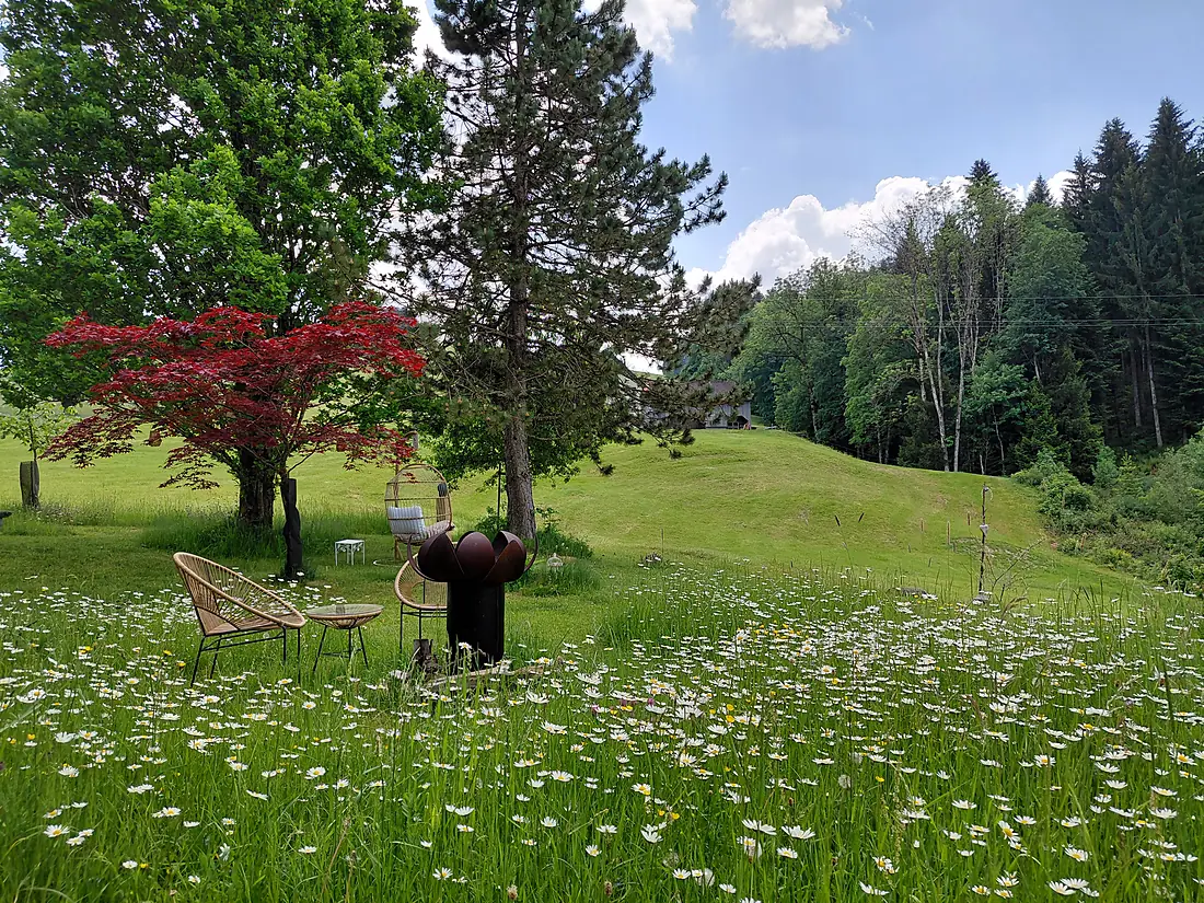 Gemütliche Stühle in einer blühenden Wiese mit Ahornbaum