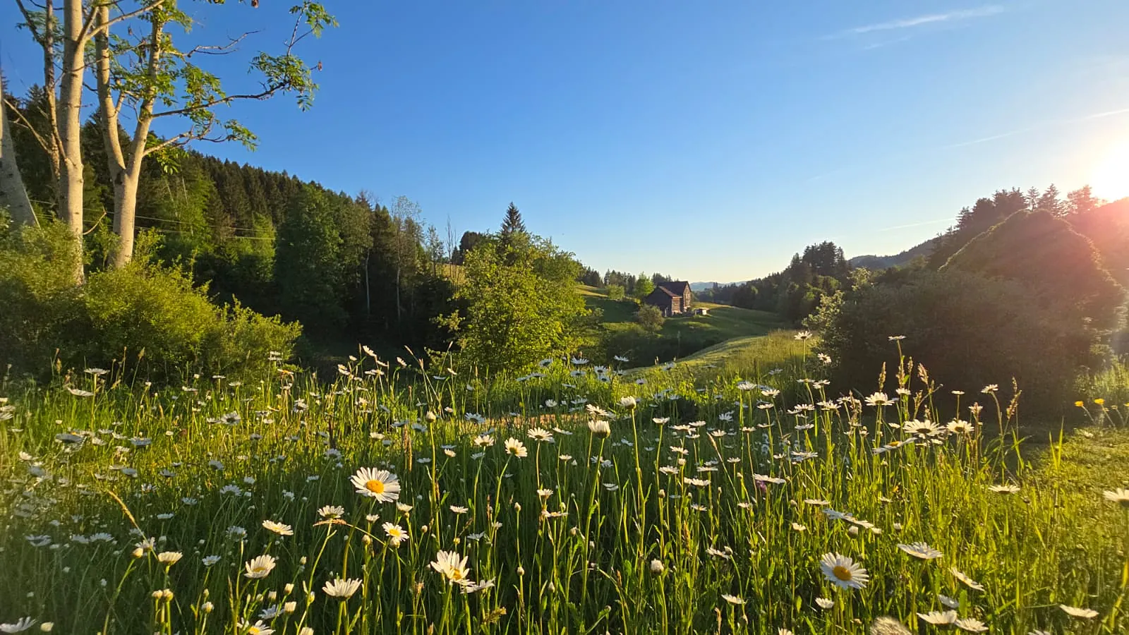 Blühende Blumenwiese mit Blick über die Hügel des Appenzellerlands